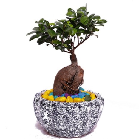 Ficus bonsai plant