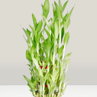 Bamboo Plant
