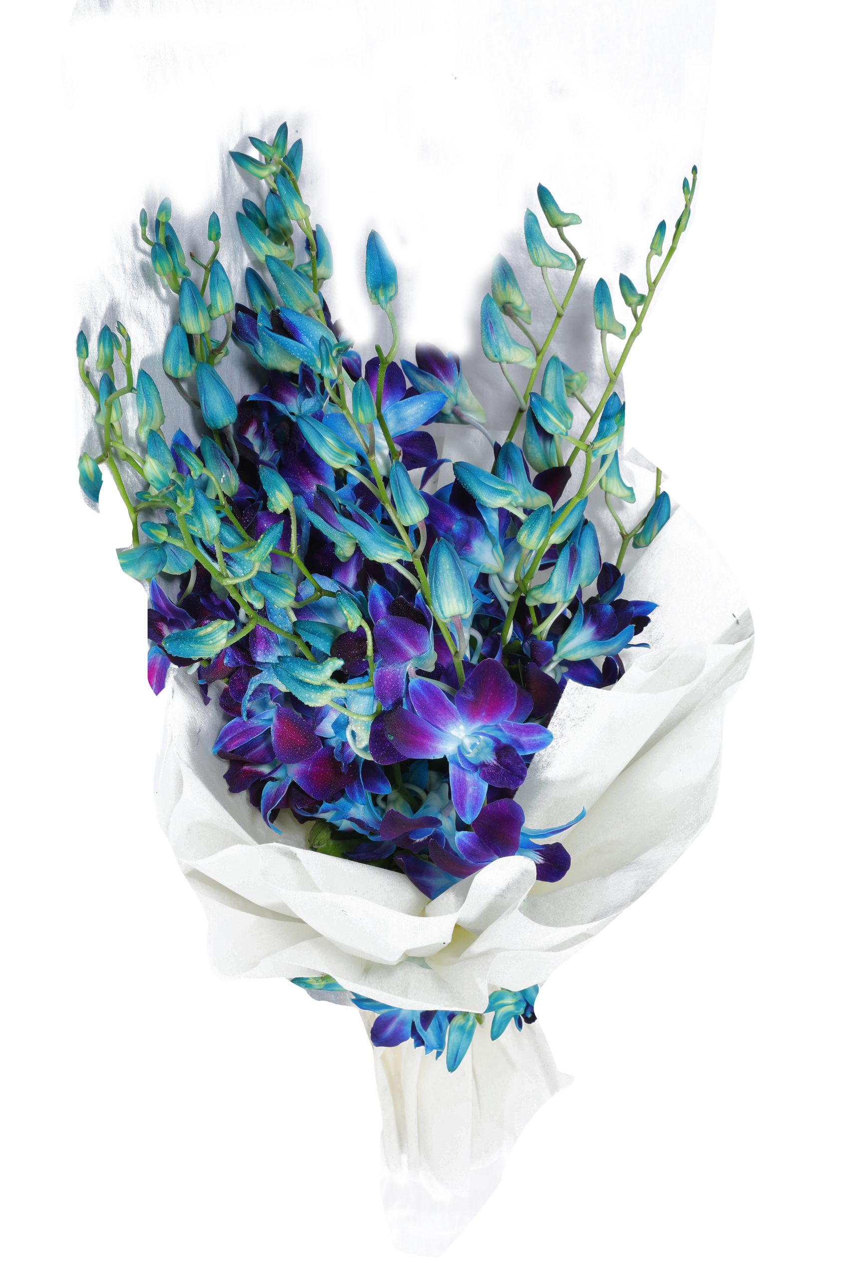 Mystic Blue Orchid Arrangement