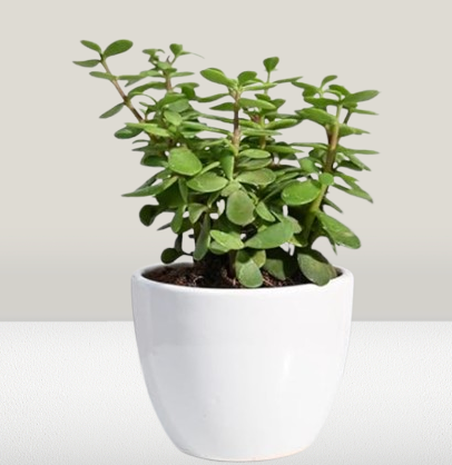 Jade Plant