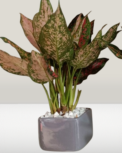 Aglaonema Plant