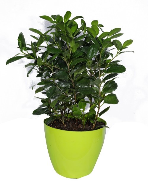 Ficus benjamina 'Midnight'