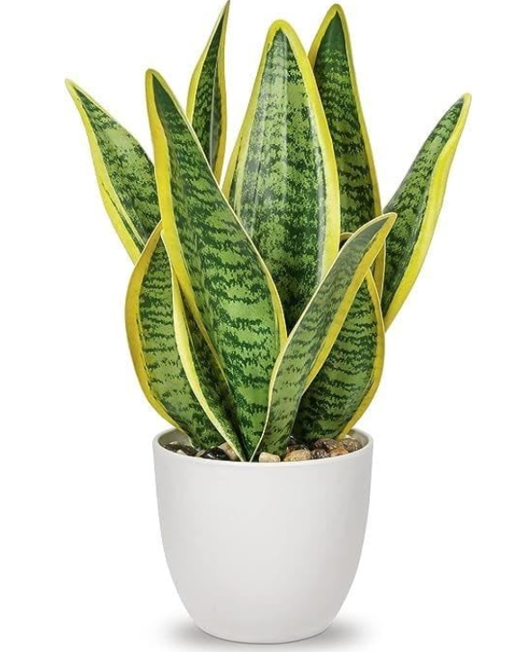 Snake plant
