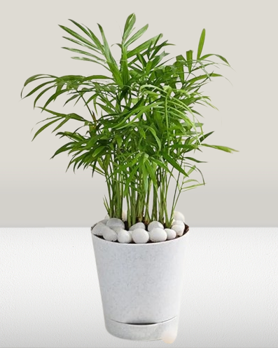 Chamandorea Palm Plant