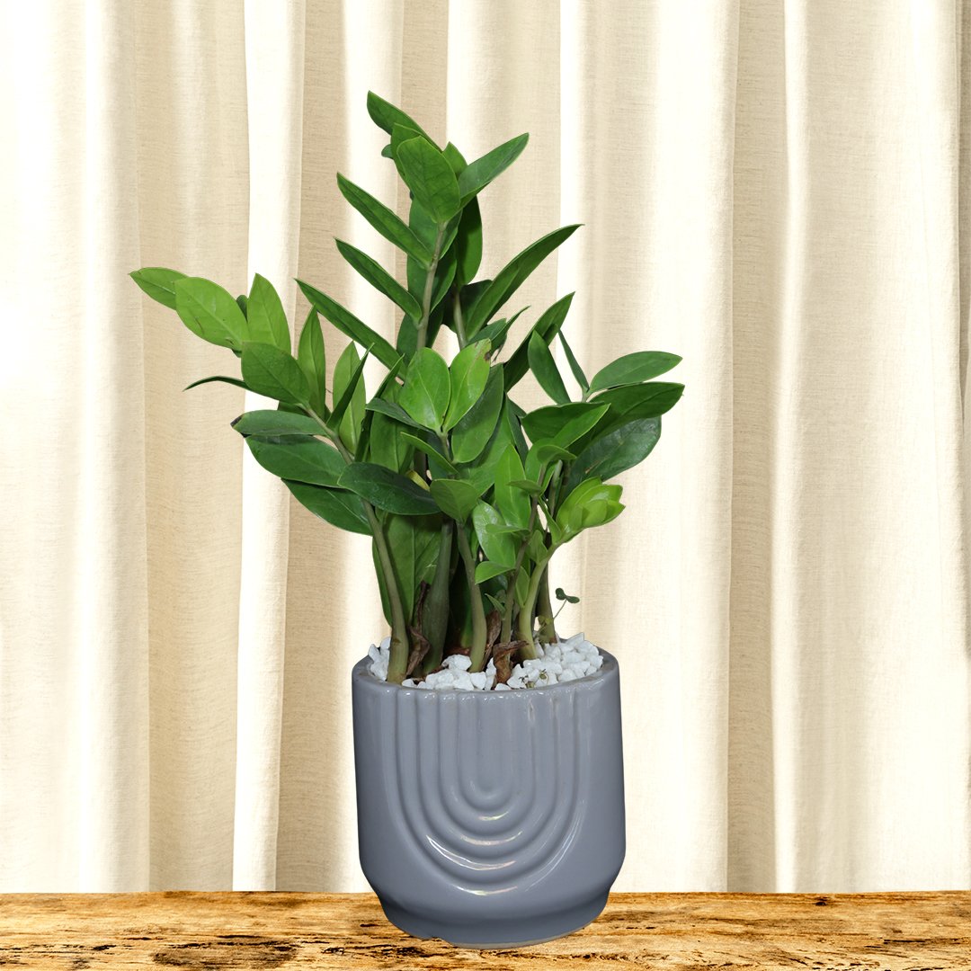 Zamioculcas zamiifolia