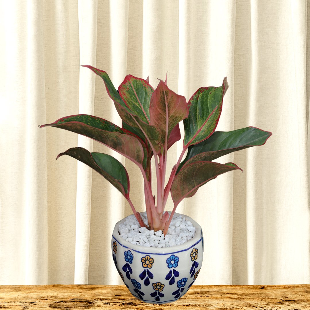 Red aglaonema pot