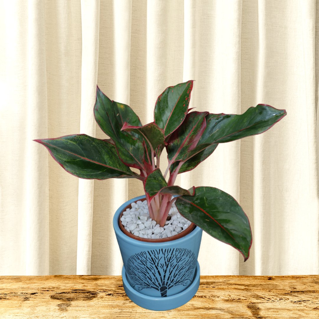 Red aglaonema pot