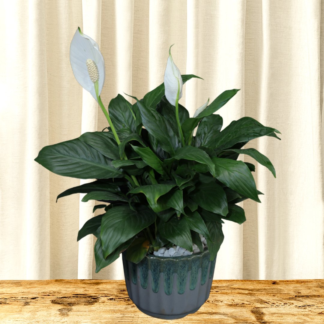Peace lily inteal drip ceramic pot