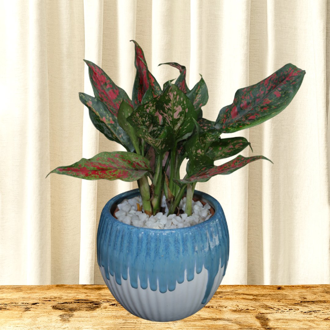 red aglaonema pot